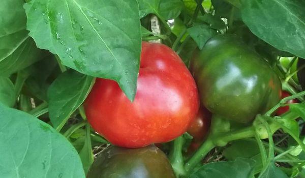 การปลูกพริก