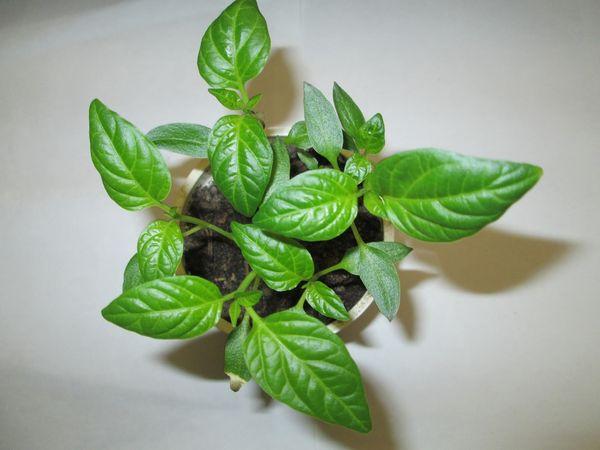 พริกอ่อน