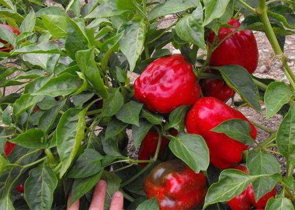 พริกแดง