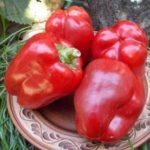 จานใส่พริกไทย