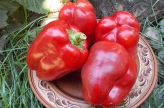 จานใส่พริกไทย