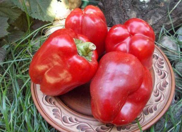 จานใส่พริกไทย