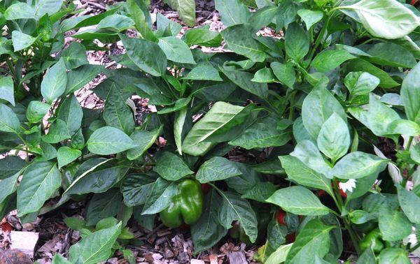 การปลูกพริก