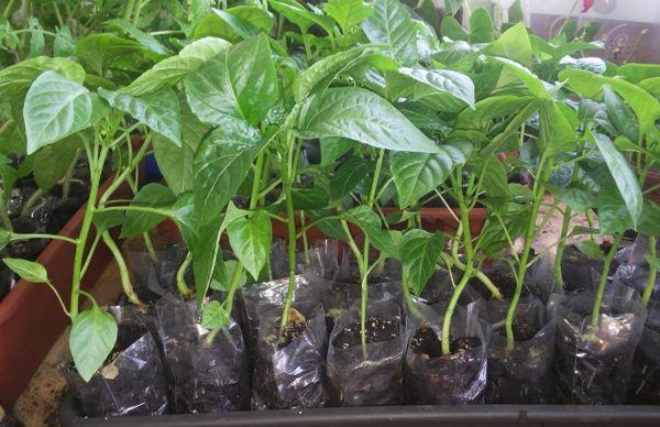 พริกหยวก