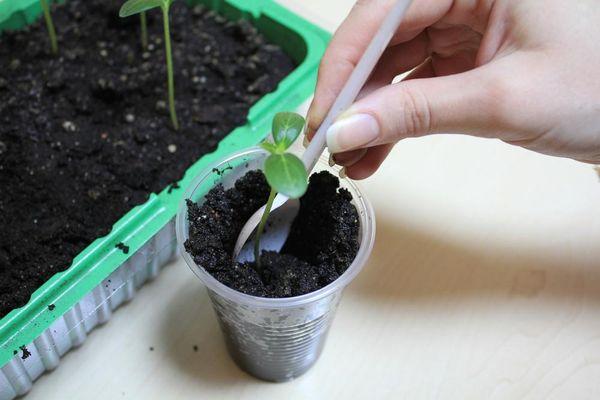 การปลูกต้นกล้า