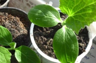 แตงกวางอก