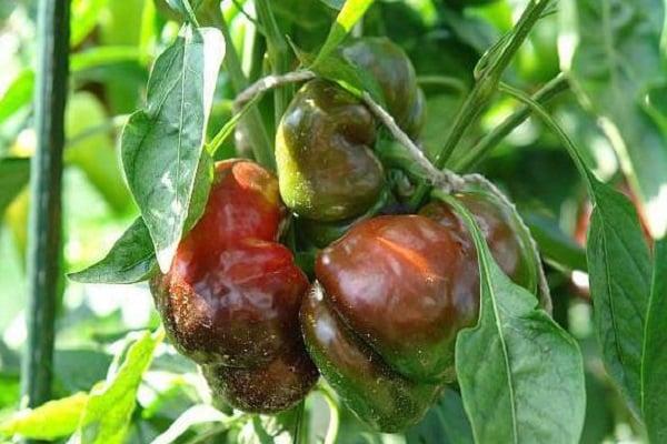 พริกเน่าอยู่ในเรือนกระจก