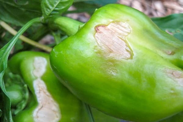 เน่าบนพริก