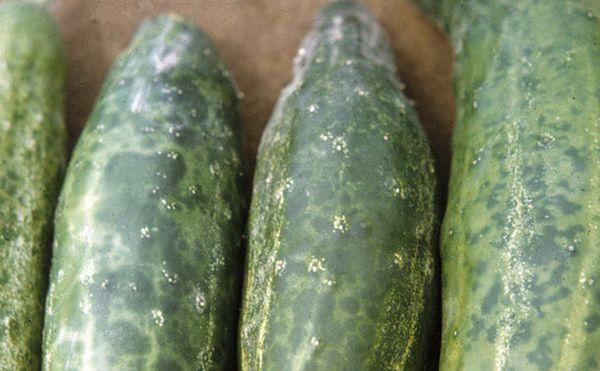 mosaïque mouchetée