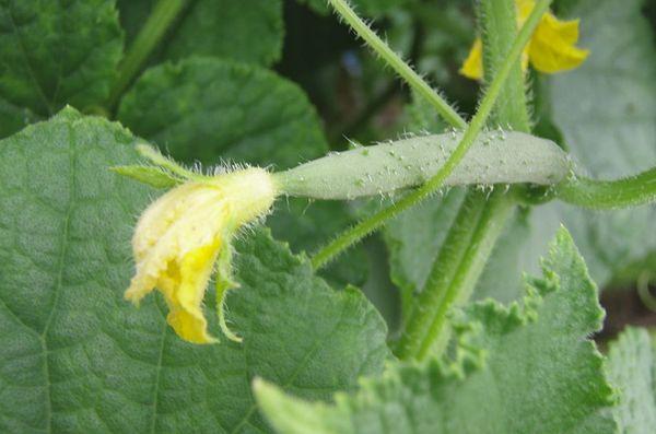 Les fruits verts ne mûrissent pas