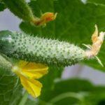 ผลแตงกวา