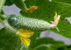 ทำไมแตงกวาถึงไม่เจริญเติบโตดีในเรือนกระจกและพื้นที่โล่ง และควรทำอย่างไร