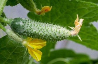 ผลแตงกวา