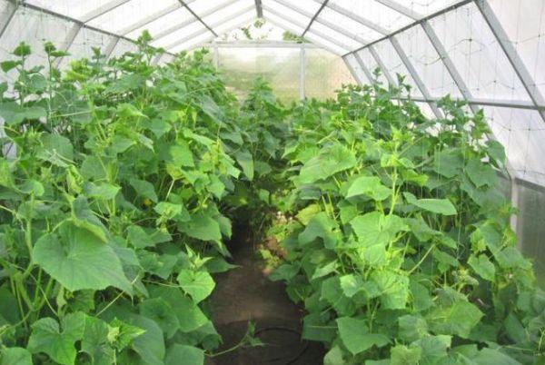 Concombres dans une serre