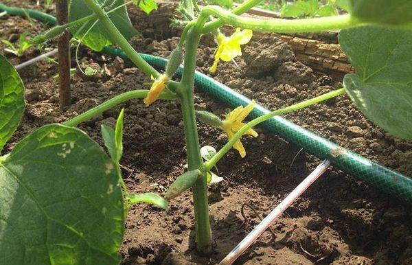 Arroser les légumes