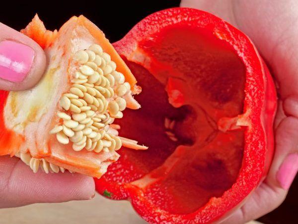 เมล็ดพริก