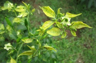 ต้นพริกไทย