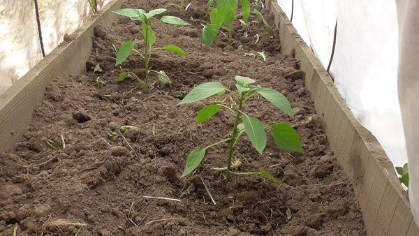 ถั่วงอกพริก