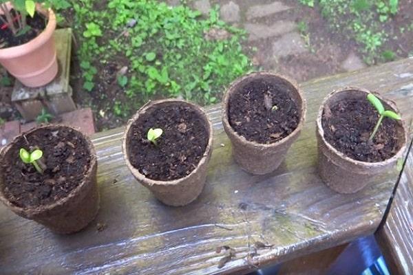 les concombres ne germent pas