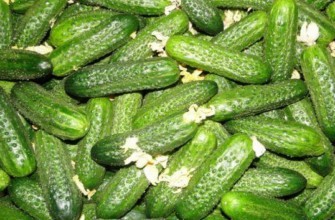 การเพาะเลี้ยงแตงกวา