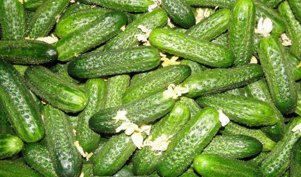 Culture du concombre