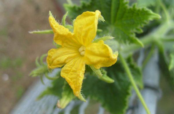 Concombre en fleurs