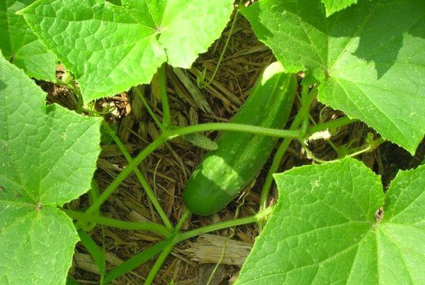 การปลูกแตงกวา