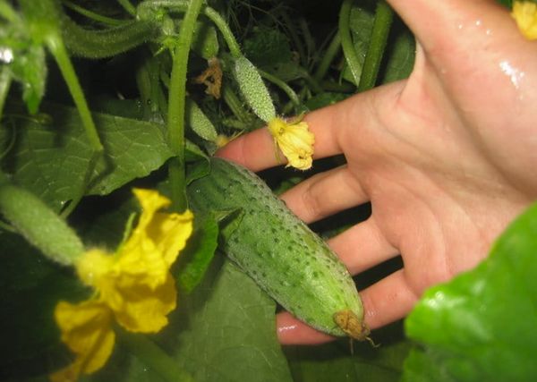 พุ่มไม้ที่มีแตงกวา