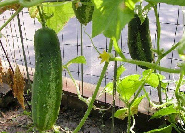 แตงกวาในโรงเรือน