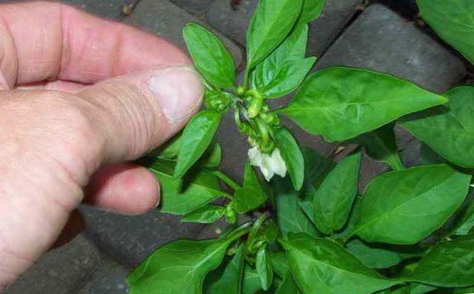 รังไข่พริกกำลังหลุดออก