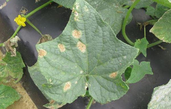 โรคแอนแทรคโนสของแตงกวา