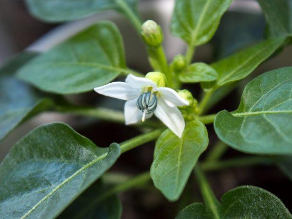 ดอกพริก