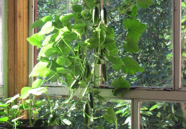 Concombres de balcon