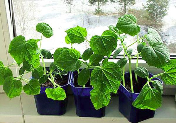 concombres sur le rebord de la fenêtre