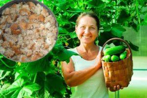 วิธีทำน้ำหมักขนมปังสำหรับเลี้ยงแตงกวา และกฎการใส่ปุ๋ย