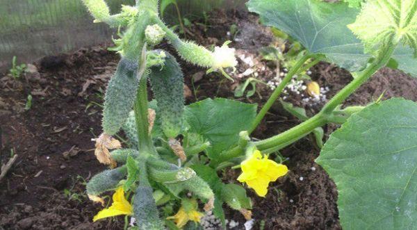 การใช้ปุ๋ย