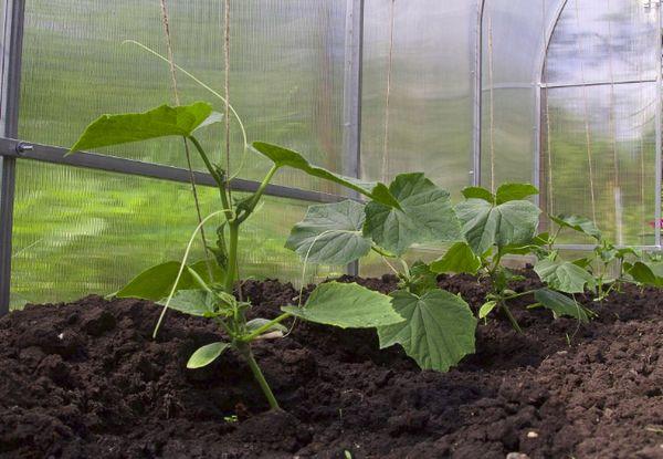 การให้อาหารแตงกวา