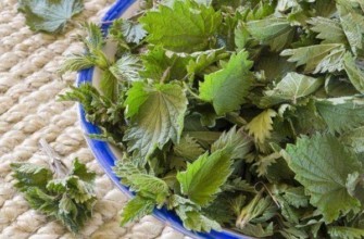 ประโยชน์ของต้นตำแย