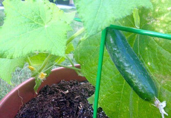 Buisson de concombres