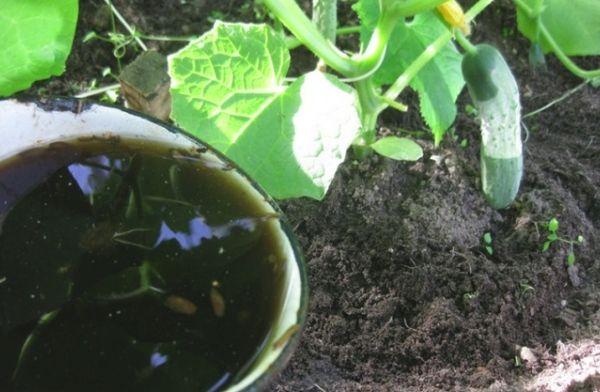 การใส่ปุ๋ย