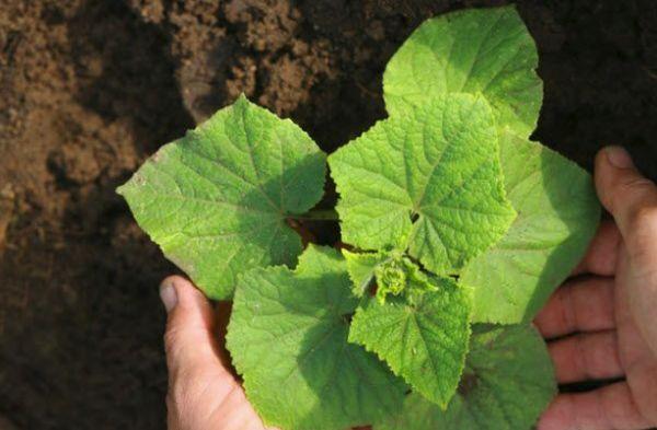 แตงกวาอ่อน