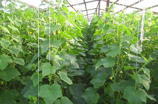 แตงกวาในเรือนกระจก