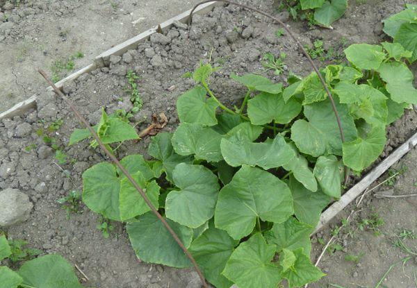 การปลูกแตงกวา