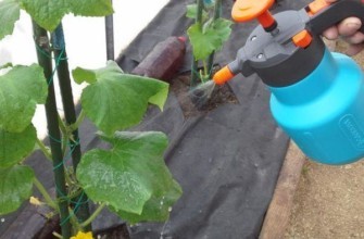 การใส่ปุ๋ยแตงกวา