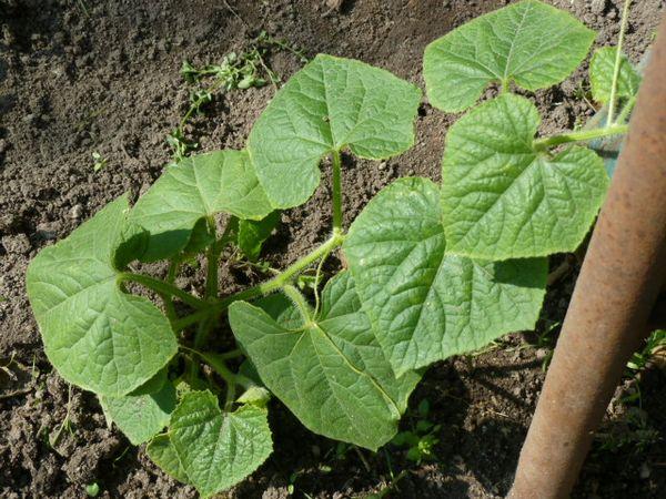 การปลูกแตงกวา