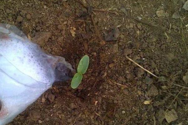 การรดน้ำบริเวณราก