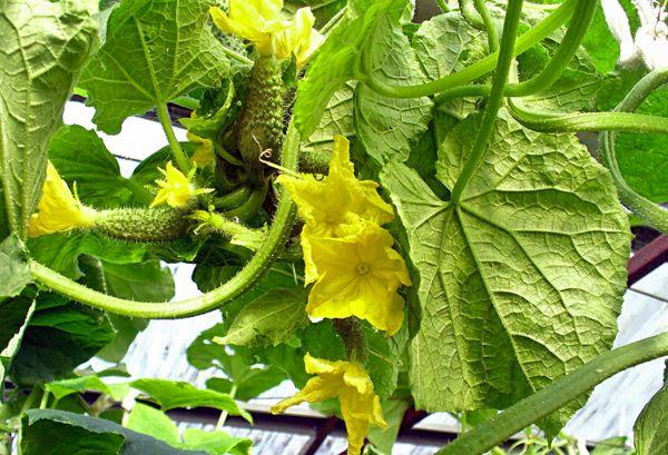 Buisson de concombres