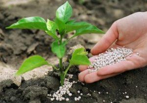 วิธีที่ดีที่สุดในการให้อาหารต้นพริกเพื่อให้แน่ใจว่าต้นพริกจะโตเต็มวัยคืออะไร?