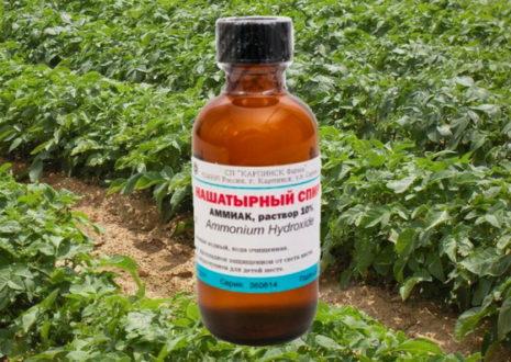ammoniaque pour poivre