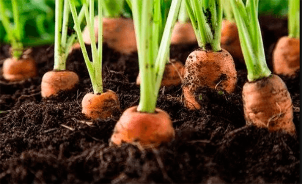 การให้อาหารแครอท